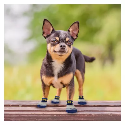 Product Pets First Michigan Wolverines Pet Socks