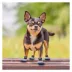 Pets First Michigan Wolverines Pet Socks image thumbnail 4