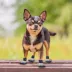 Pets First New England Patriots Pet Socks image thumbnail 3