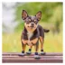 Pets First New England Patriots Pet Socks image thumbnail 4