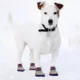 Product Pets First Philadelphia Phillies Pet Socks