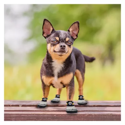 Product Pets First Pittsburgh Steelers Pet Socks