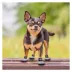 Pets First Pittsburgh Steelers Pet Socks image thumbnail 4