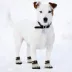 Pets First San Francisco Giants Pet Socks image thumbnail 3