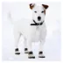 Pets First San Francisco Giants Pet Socks image thumbnail 4