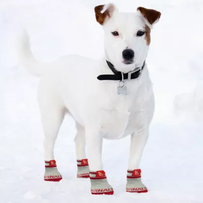 Product Pets First St. Louis Cardinals Pet Socks