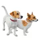 Product Pets First Tampa Bay Buccaneers Reversible Dog Collar