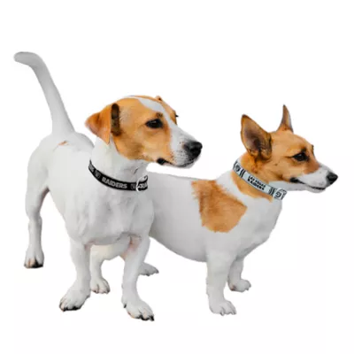 Pets First Las Vegas Raiders Reversible Dog Collar - Image 3