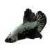 Samurai Male Betta image thumbnail 1