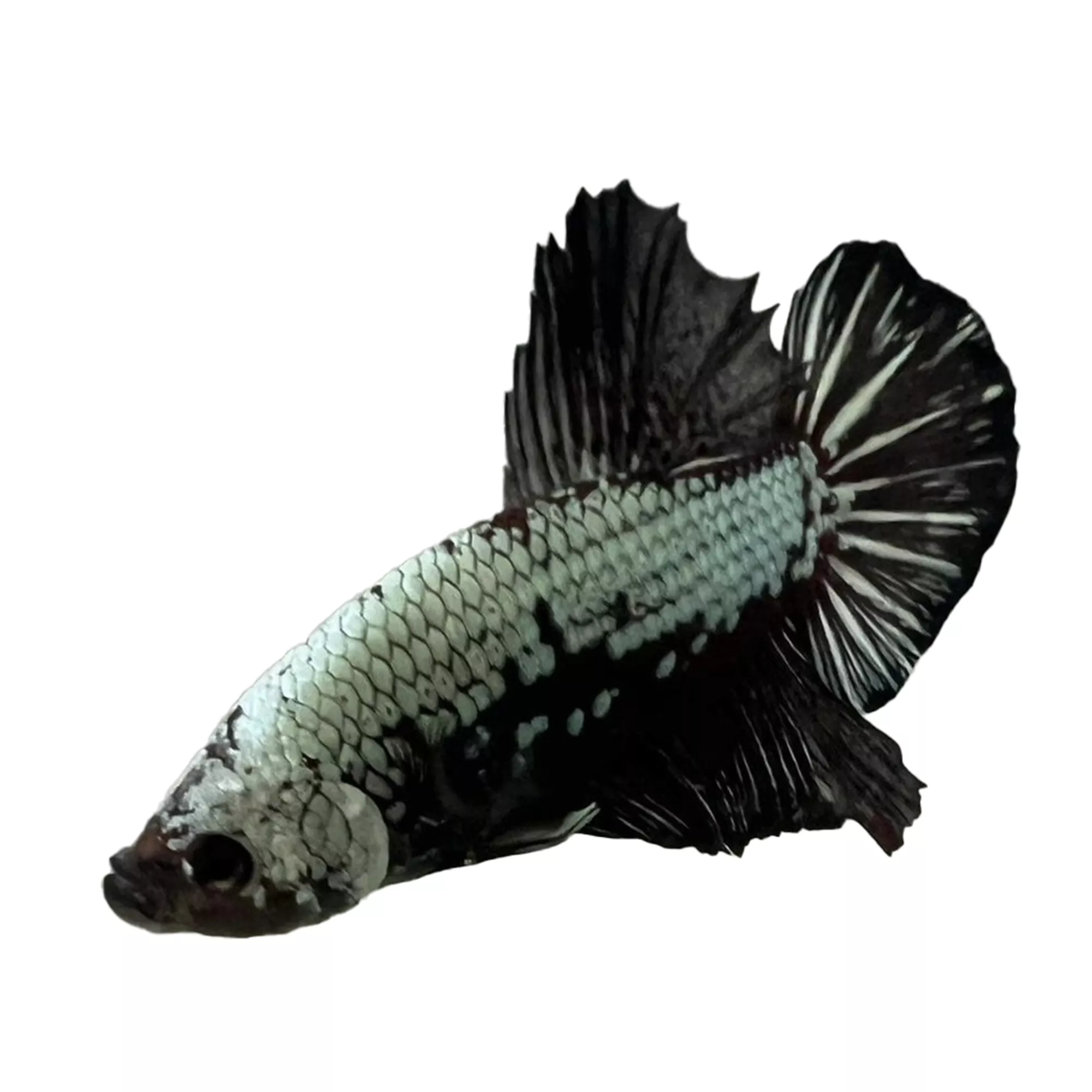 Samurai Male Betta