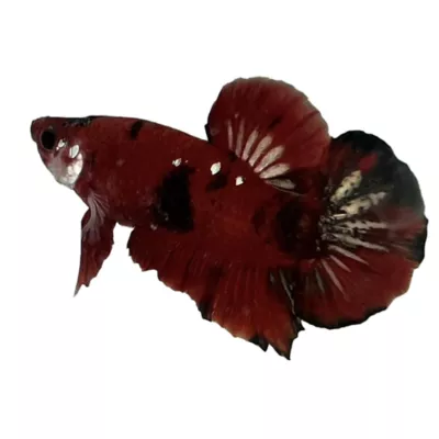 Product Koi Male Betta