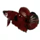 Product Koi Male Betta