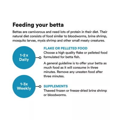 Koi Male Betta - Image 3