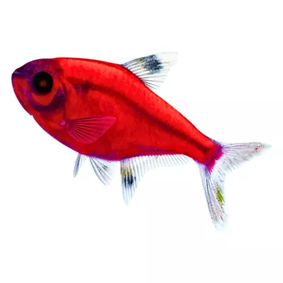 GloFish® Starfire Red® Pristella Tetra - Image 1