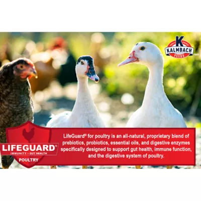 Kalmbach Feeds 20% Flock Maker Crumbles - Image 5