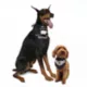 Product Snoop Doggie Doggs Classic Snoop Dogg Bandana - 2 Pack