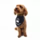 Product Snoop Doggie Doggs Classic Snoop Dogg Bandana - 2 Pack