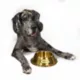 Product Snoop Doggie Doggs Off The Chain Dog Bowl