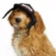 Product Snoop Doggie Doggs Classic Snoop Braids Baseball Dog Hat