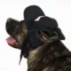 Product Snoop Doggie Doggs Classic Snoop Braids Baseball Dog Hat