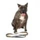 Product Snoop Doggie Doggs Off The Chain Dog Leash: 5-ft long