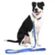 Product Snoop Doggie Doggs Halftime Dog Leash: 5-ft long