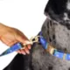 Product Snoop Doggie Doggs Halftime Dog Leash: 5-ft long