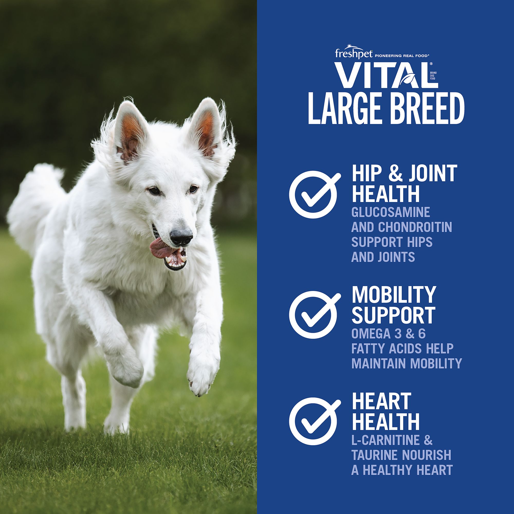 FreshPet Vital Large Breed Adult Fresh Dog Food Chicken Beef Egg Salmon Recipe 5 LB