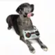 Product Snoop Doggie Doggs Boom Box Dog Toy