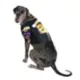 Product Snoop Doggie Doggs Off The Chain Dog Jersey
