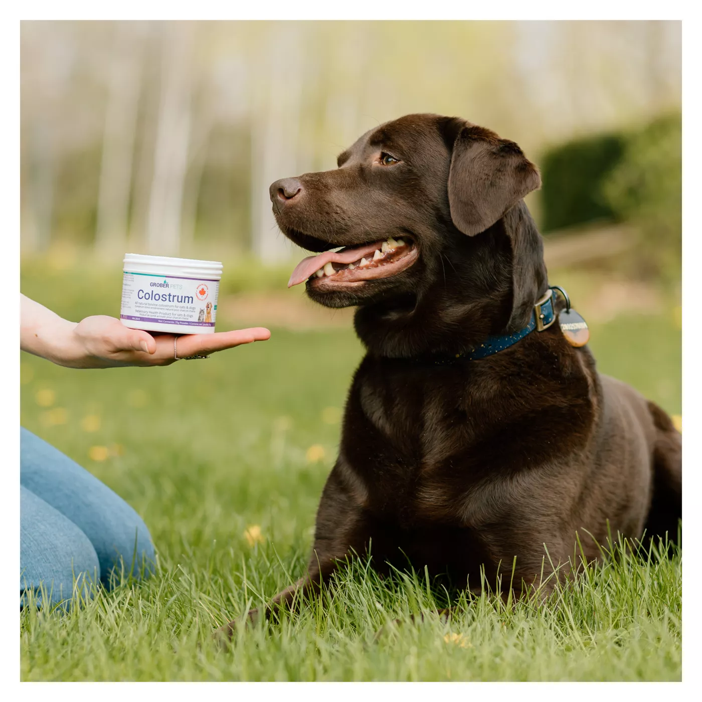 Colostrum for dogs petsmart deals