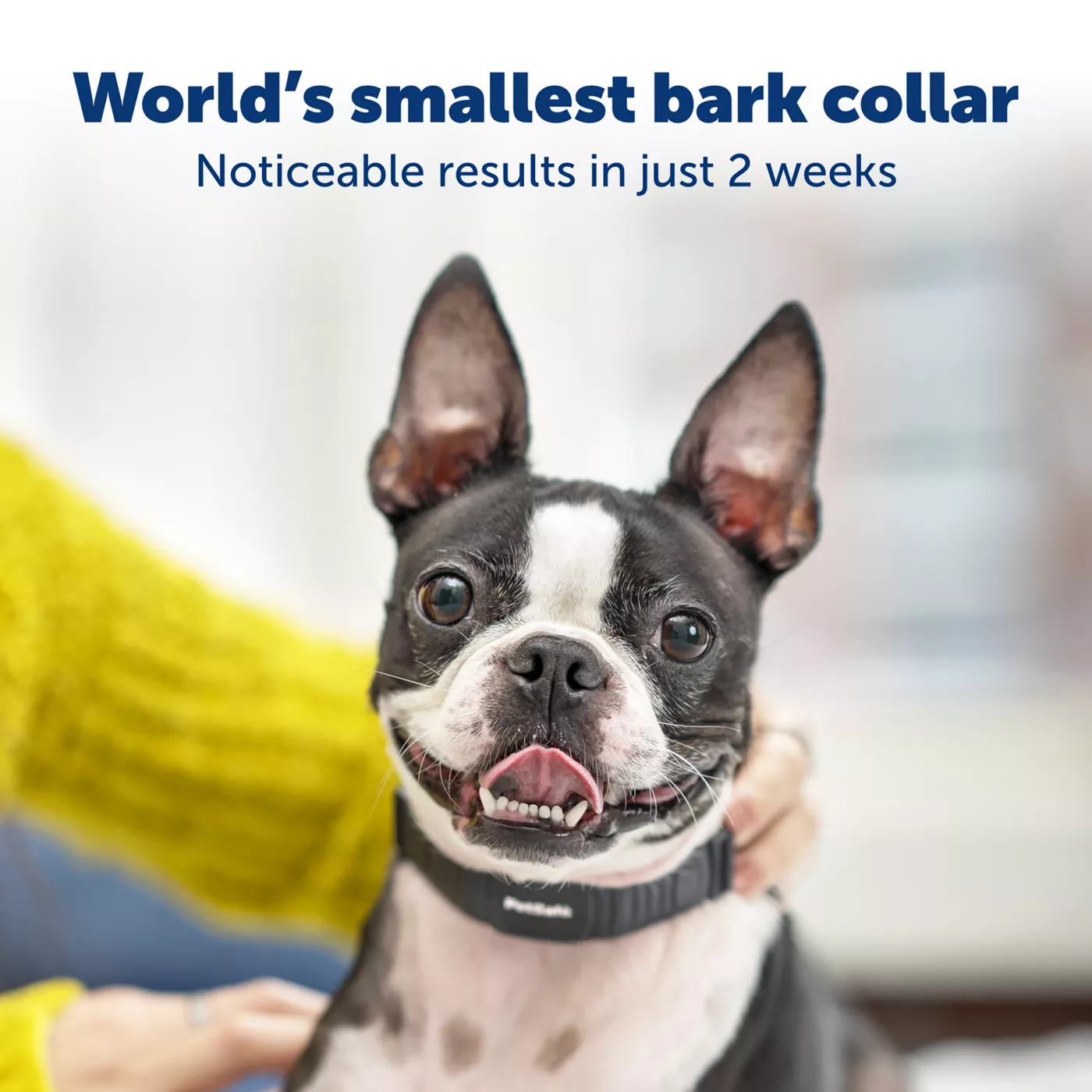 Bark collar for chihuahua shops petsmart