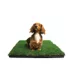 Gotta Go Grass The Natural Relief Dog Potty Pads, 16-in x 24-in image thumbnail 4