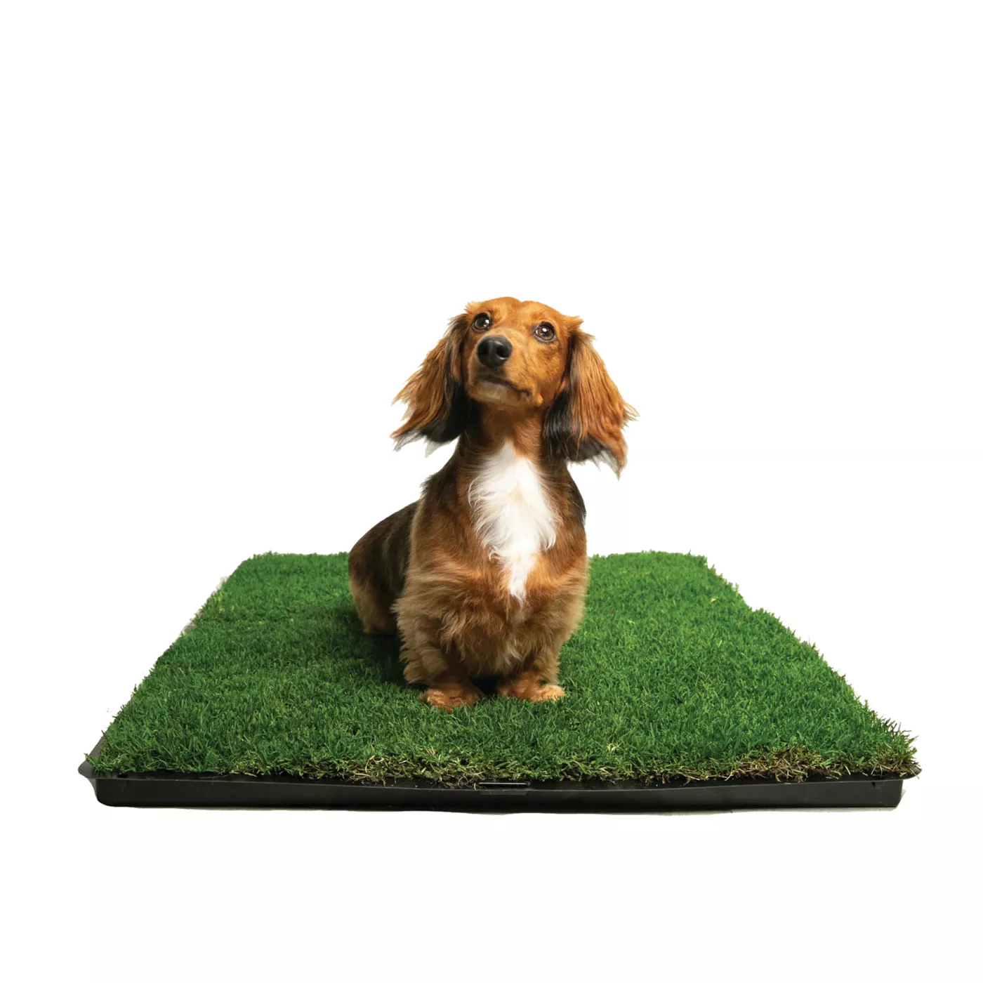 Indoor grass dog shops toilet