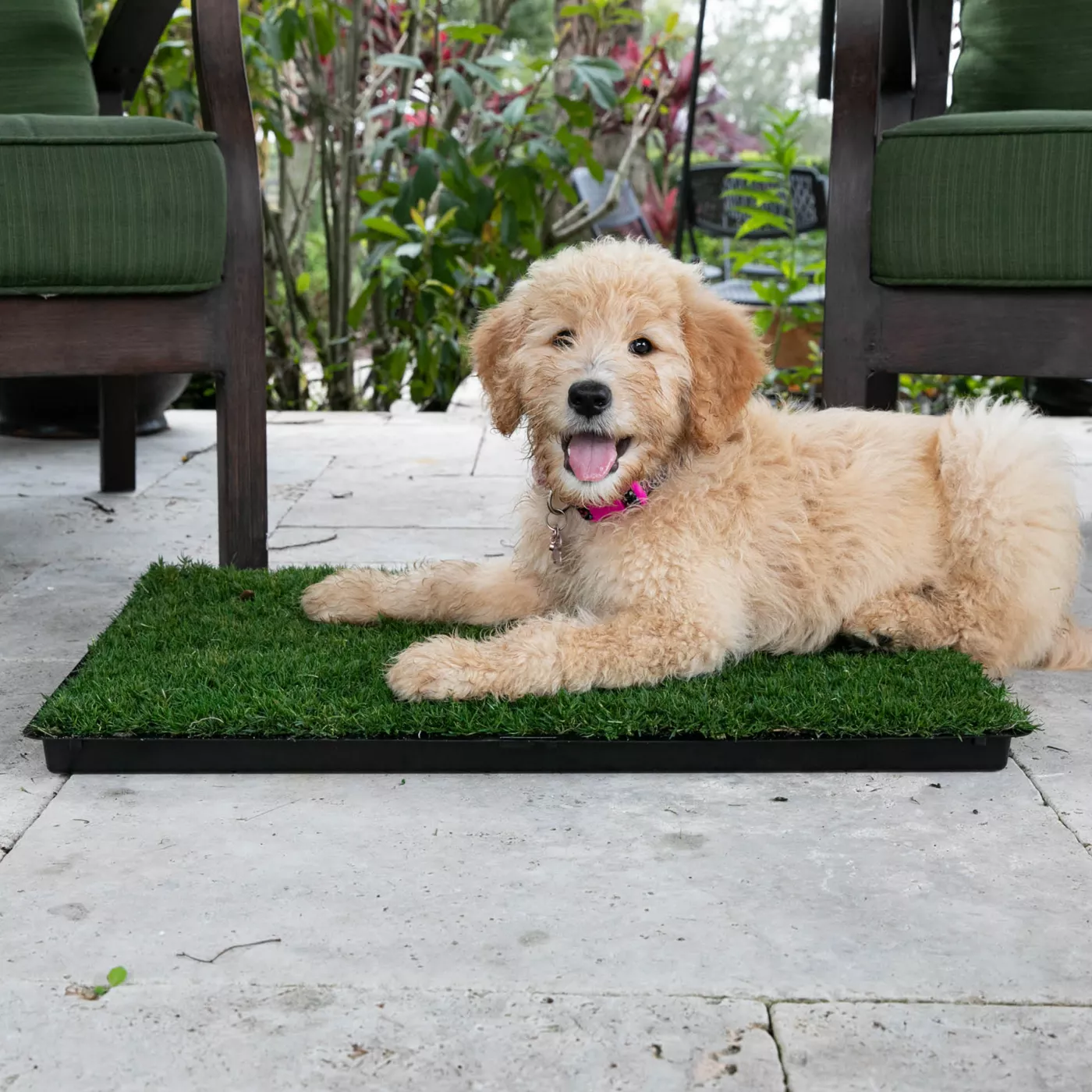 Gotta Go Grass The Natural Relief Dog Potty Pads 16 in x 24 in