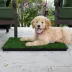 Gotta Go Grass The Natural Relief Dog Potty Pads with Tray, 16-in x 24-in image thumbnail 6