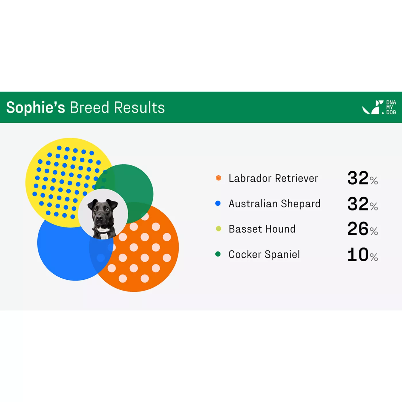 DNA My Dog Essential Breed ID Test