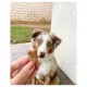 Product Brutus Bone Broth All Life Stage Crunchy Biscuit Dog Treats - 8 Oz., Beef