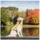 Product GF PET® Dog Life Vest