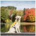 GF PET® Dog Life Vest image thumbnail 5