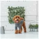 Product GF PET® Gondola Base Layer for Dogs