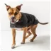 GF PET® Blanket Dog Jacket image thumbnail 3