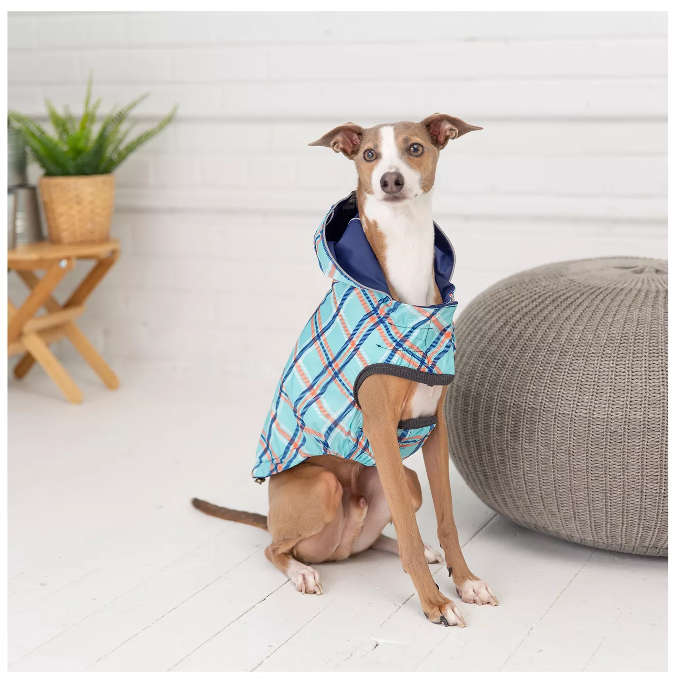 Dog raincoat petsmart clearance