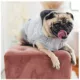 Product GF PET® Elasto-fit® Urban Dog Hoodie
