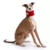 GF PET® Chalet Tube Dog Scarf image thumbnail 2