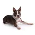 GF PET® Chalet Tube Dog Scarf image thumbnail 2