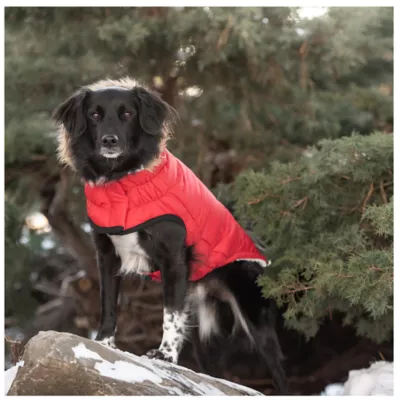 Product GF PET® Elasto-fit® Urban Dog Parka