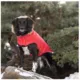 Product GF PET® Elasto-fit® Urban Dog Parka