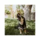 Product Brutus Bone Broth All Life Stage Crunchy Biscuit Dog Treats - 8 Oz., Chicken