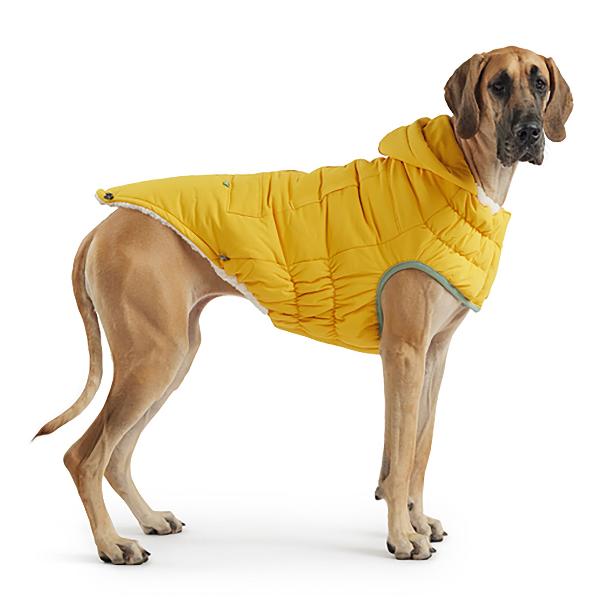 Big dog in a yellow jacket
